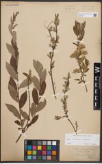 Foto von Salix cinerea L. x Salix repens L.